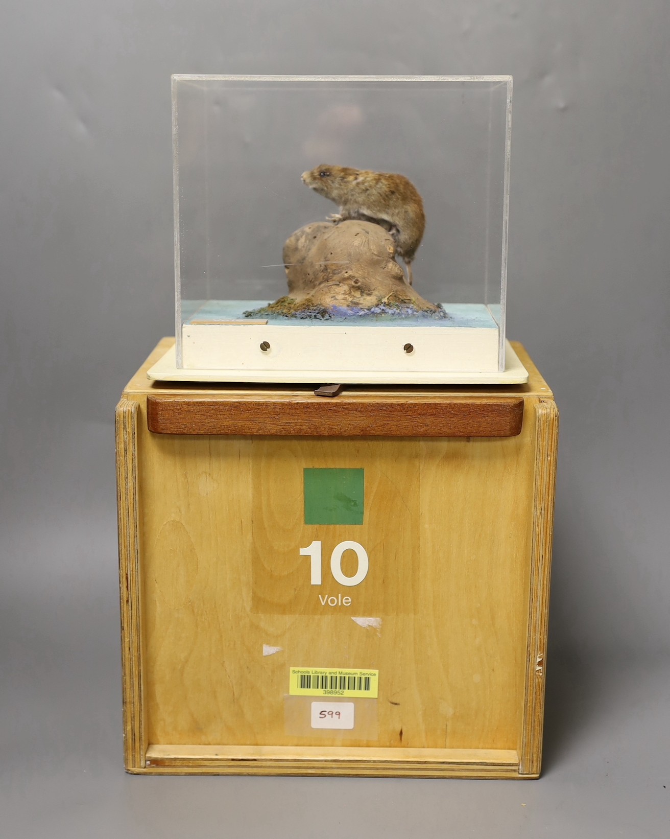 A taxidermy vole in Perspex case and museum crate